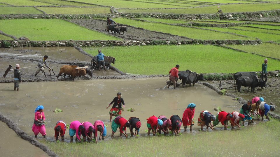 आज असार १५,  राष्ट्रिय धान दिवस मनाईदै